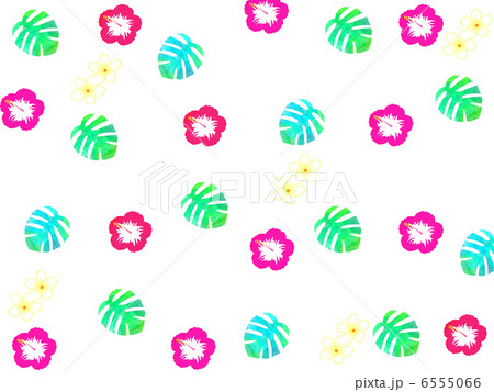 モンステラ　観葉植物　トロピカル　南の島　ハワイ　ハイビスカス 6555066