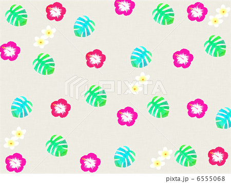 モンステラ　観葉植物　トロピカル　葉　緑の葉　南の島　ハワイ 6555068