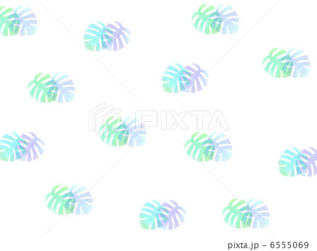 モンステラ　観葉植物　トロピカル　葉　緑の葉　南の島　ハワイ 6555069