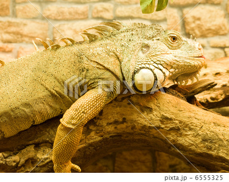Iguana Iguana 6555325