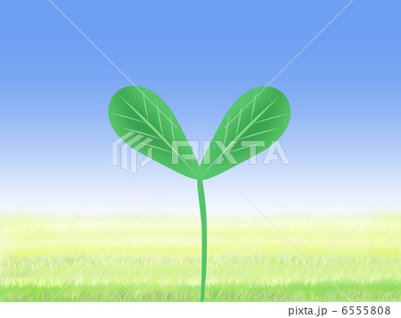 若葉と草原 6555808