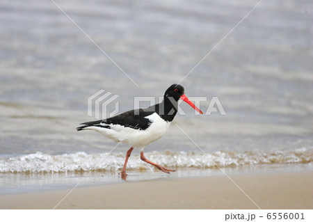 ミヤコドリ 6556001