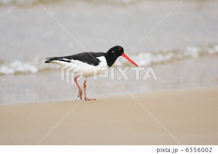 ミヤコドリ 6556002