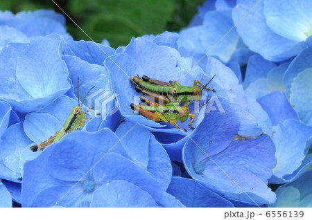 紫陽花とバッタ 紫陽花とバッタ 6556139