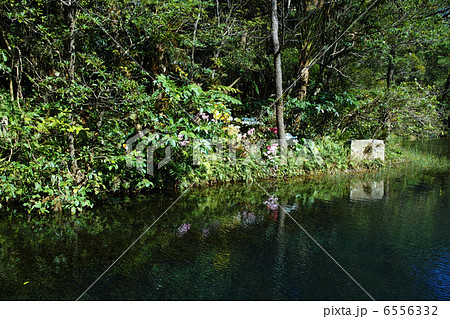 ビオスの丘 自然植物観賞施設 ビオスの丘 自然植物観賞施設 6556332