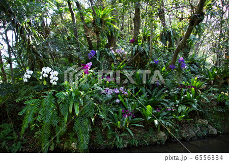 ビオスの丘　自然植物観賞施設 6556334