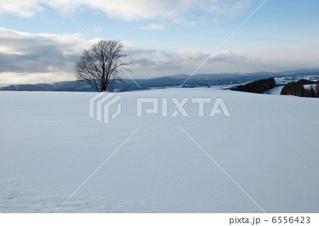 丘の上の大木 6556423