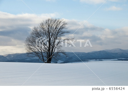 雪原に立つ大木 6556424