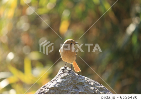 ジョウビタキ♀ 6556430