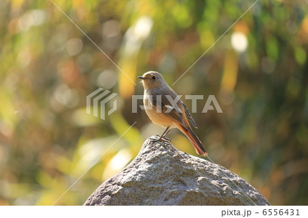 ジョウビタキ♀ 6556431