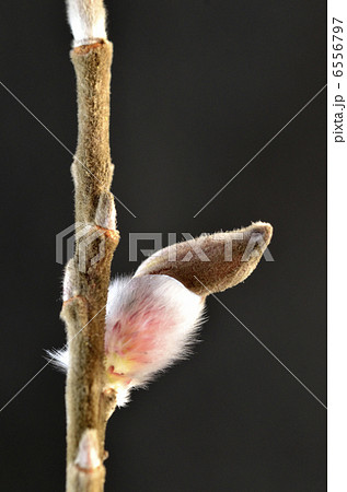 ネコヤナギ（猫柳） 6556797