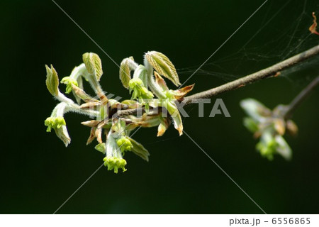 メグスリノキ メグスリノキ 6556865