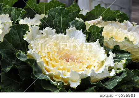 葉ボタン 6556981