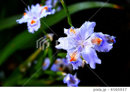 シャカ シャカ 6560937