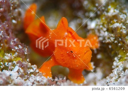 イロカエルアンコウ 6561209