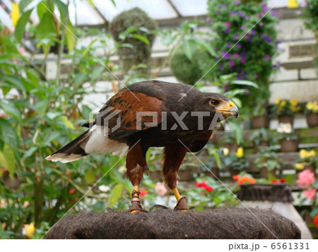 鷹 ハリスホーク 鷹 ハリスホーク 6561331