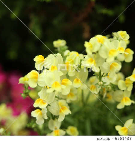 リナリア リナリア 6561438