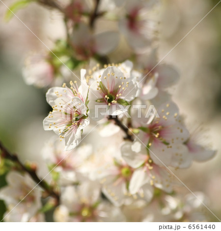 クラブアップル 6561440