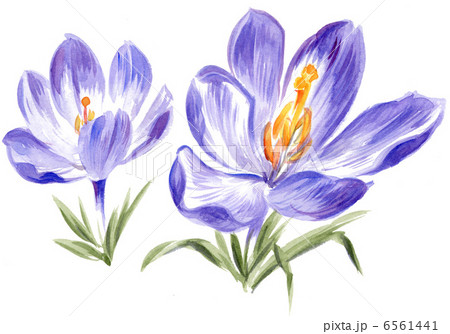 crocus13215x 6561441