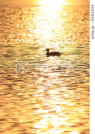 輝く水面とカモ 輝く水面とカモ 6561444
