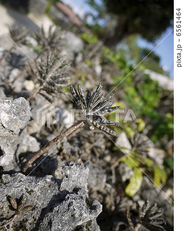 錦蝶 錦蝶 6561464