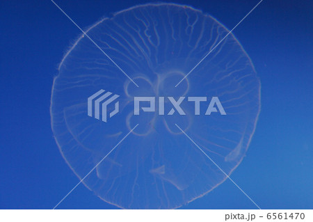 クラゲ クラゲ 6561470