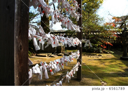 おみくじ【趣・庭】 6561789