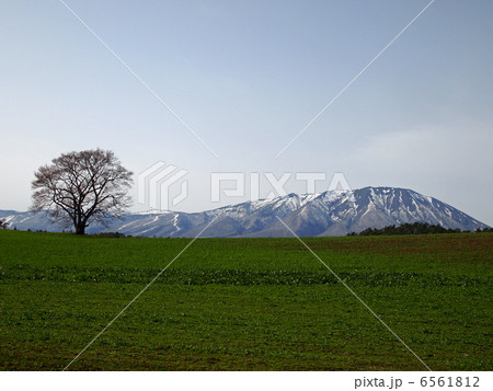 小岩井農場の一本桜と岩手山 小岩井農場の一本桜と岩手山 6561812