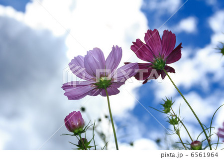 コスモス 6561964