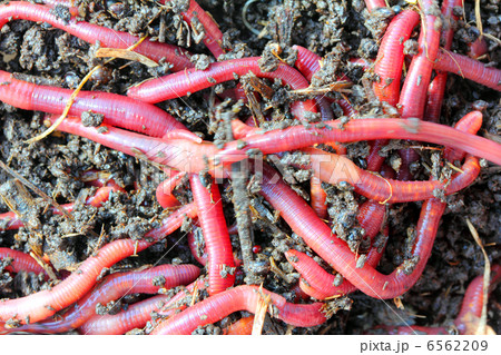red worms in compost red worms in compost 6562209