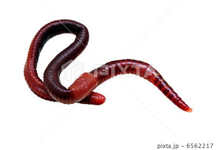 earthworm macro isolated 6562217