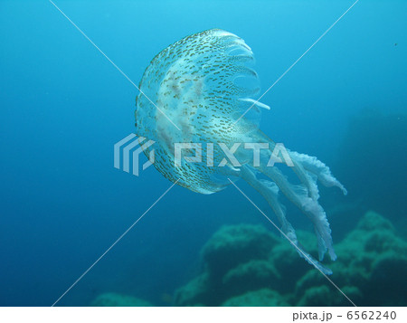 Jellyfish Jellyfish 6562240