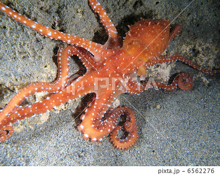 Octopus Macropus 6562276