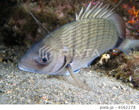 Sargo fish Sargo fish 6562278
