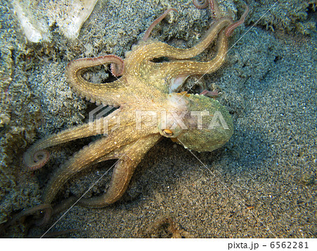 Octopus 6562281