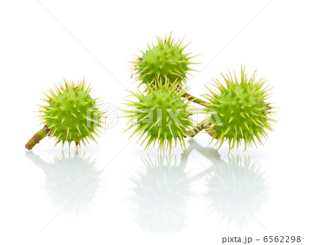 Green chestnuts on a white background close-up 6562298