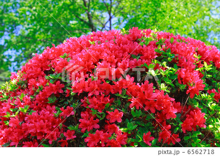ツツジ 6562718