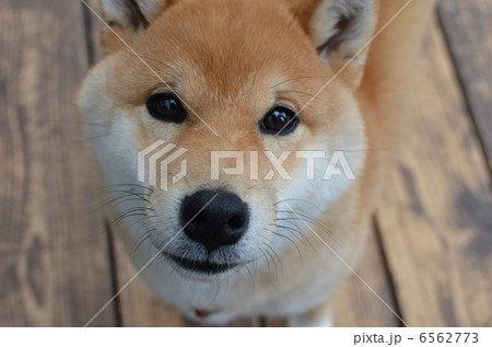 柴犬 6562773