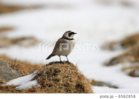 ハマヒバリ 6562858