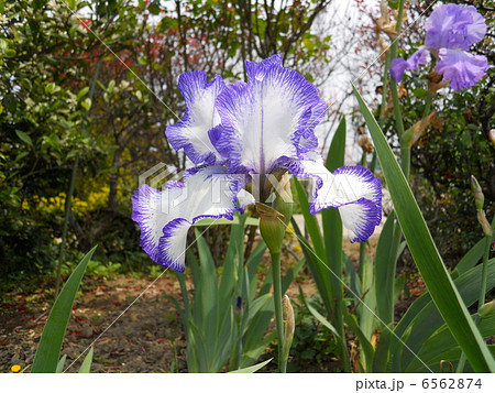 ジャーマンアイリス 6562874