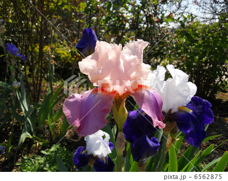 ジャーマンアイリス 6562875