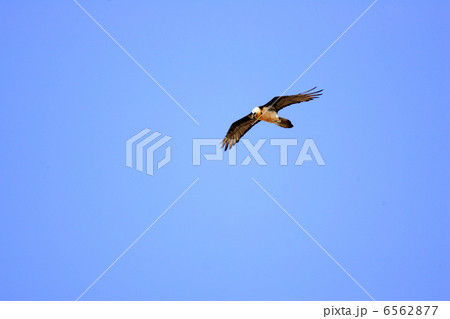 ヒゲワシ ヒゲワシ 6562877