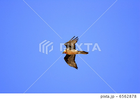 ヒゲワシ ヒゲワシ 6562878