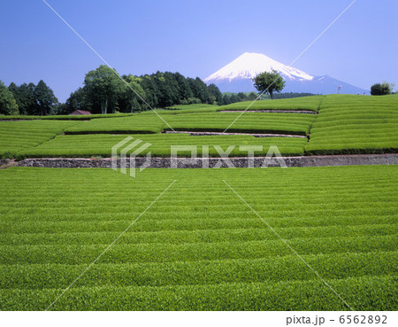 新緑の茶園 新緑の茶園 6562892