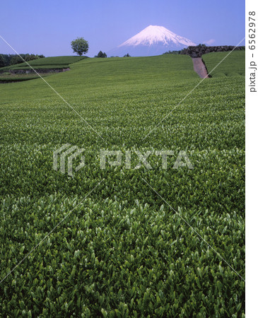 新緑の茶園と富士山 6562978