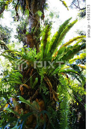 ビオスの丘 自然植物観賞施設 ビオスの丘 自然植物観賞施設 6563175