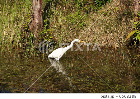 ビオスの丘 チュウダイサギ ビオスの丘 チュウダイサギ 6563288