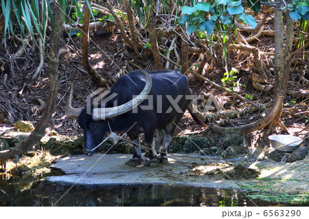 ビオスの丘　水牛 6563290