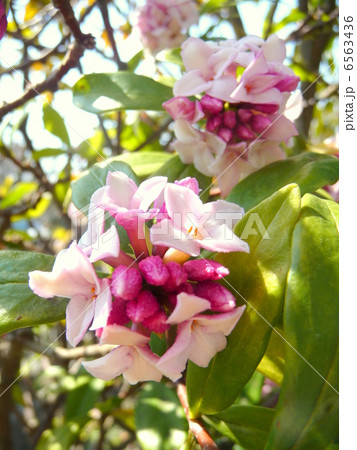 甘い香りの沈丁花 甘い香りの沈丁花 6563436