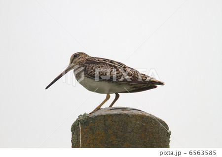 オオジシギ オオジシギ 6563585